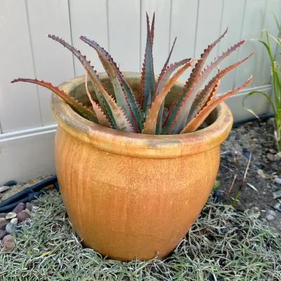 Plant and Pot #35