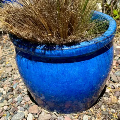 Plant and Pot #31
