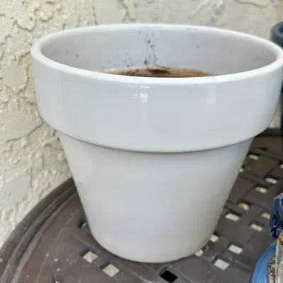 Lot Pot #37
