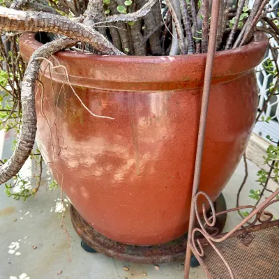 Plant and Pot #21