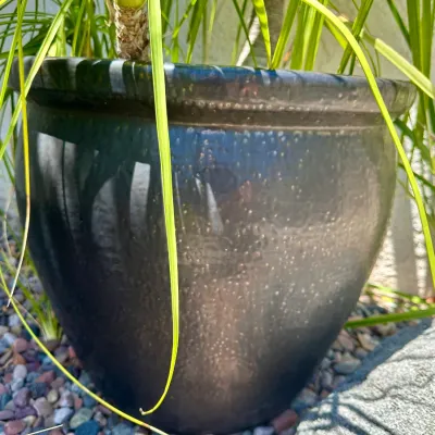 Plant and Pot #1