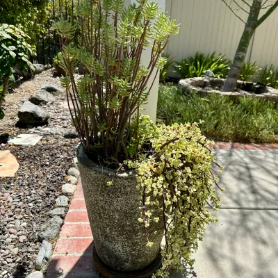 Plant and Pot #29