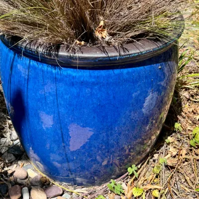 Plant and Pot #30