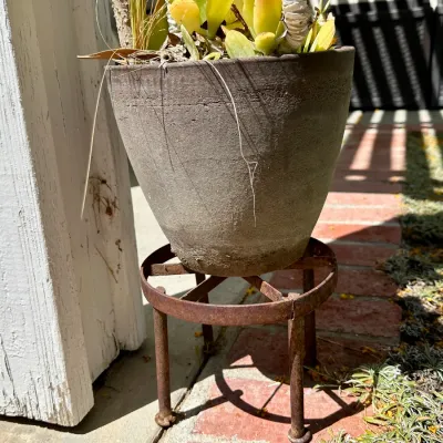 Plant and Pot #36