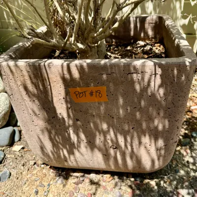 Plant and Pot #18