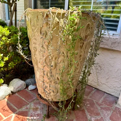 Plant and Pot #7