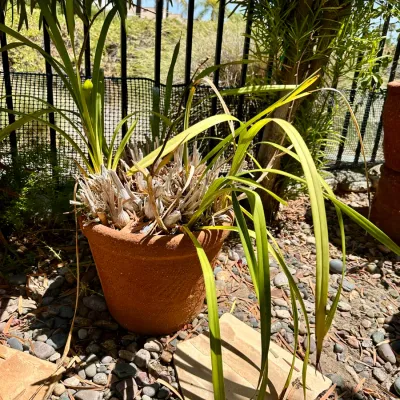 Plant and Pot #27