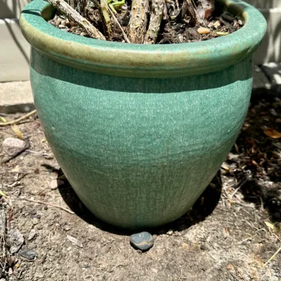 Plant and Pot #15