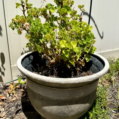 Plant and Pot #19
