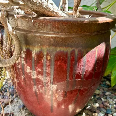 Plant and Pot #4