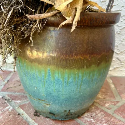 Plant and Pot #9