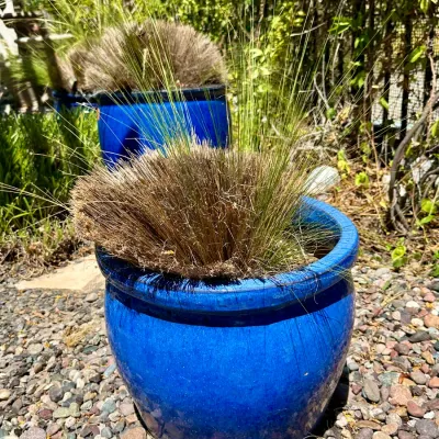 Plant and Pot #31