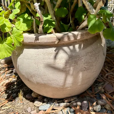Plant and Pot #22
