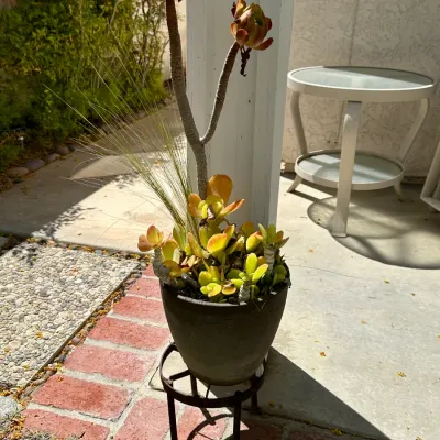 Plant and Pot #36
