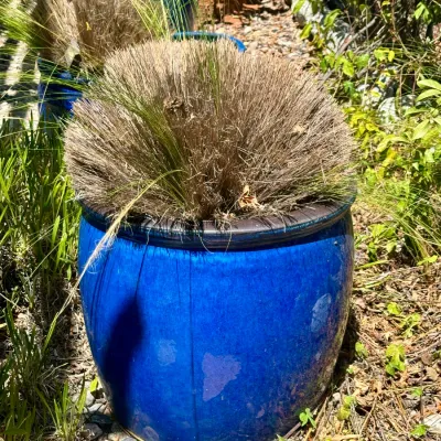 Plant and Pot #30