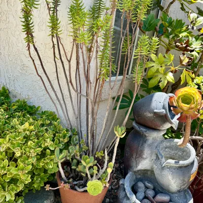 Plant and Pot #5