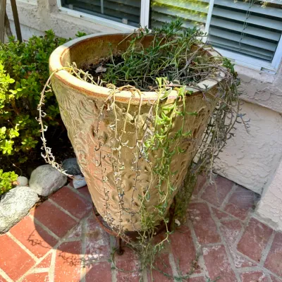 Plant and Pot #7