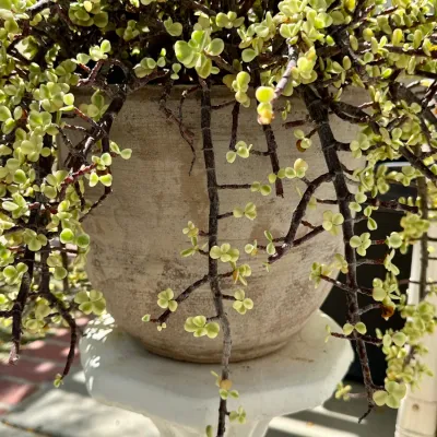 Plant, Stand and Pot #33