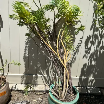 Plant and Pot #15