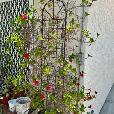 Plant and Pot #20