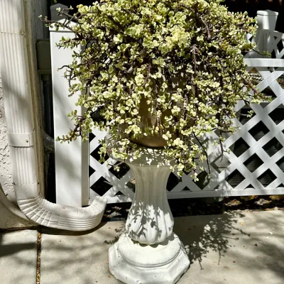 Plant, Stand and Pot #33