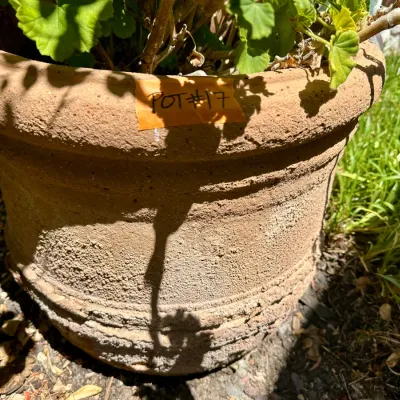 Plant and Pot #17