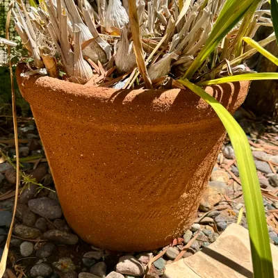 Plant and Pot #27