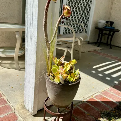 Plant and Pot #36