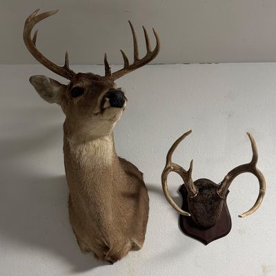 2 Deer Mounts
$260