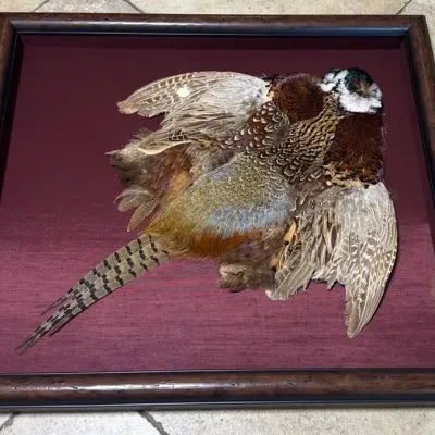 Wild Bird Wall Art 