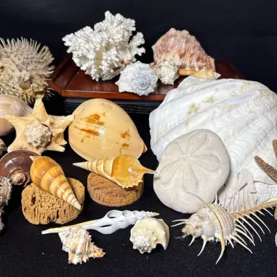 Seashell And Coral Collection 