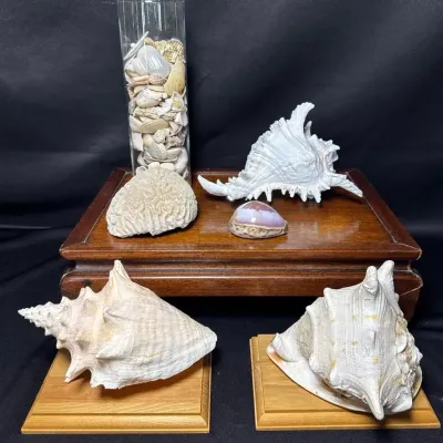 Sea Shell Collection