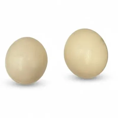 Sale Photo Thumbnail #119: Ostrich Eggs, Pair
