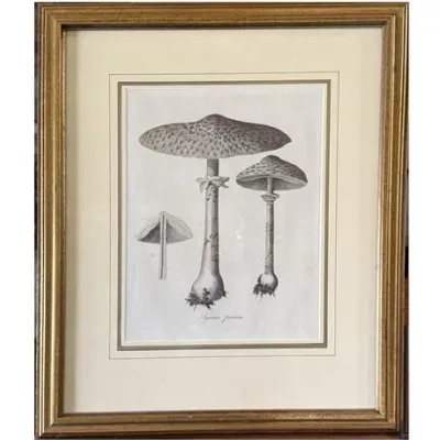 Sale Photo Thumbnail #156: 18th C Copper Plate Engraving Agaricus procerus (Parasol mushroom)