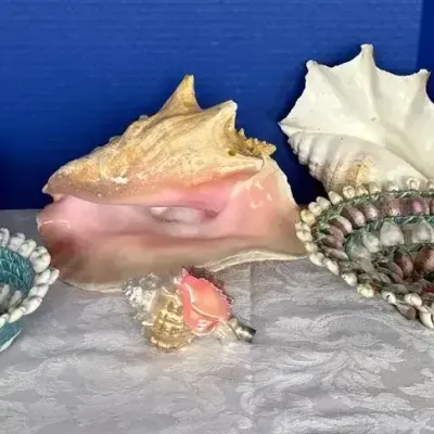 Seashell Decor