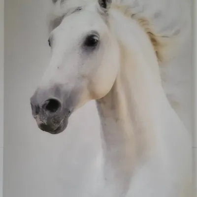 Printed In Acrylic Of Majestic White Horse