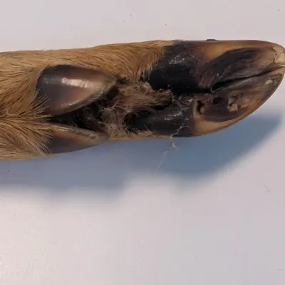German Rostfrei Solingen Deer Hoof Handle Hunting Boot Knife & Sheath