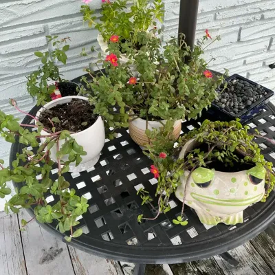 Purslane Vinca And More Plants