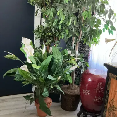 Silk Ficus Trees And Silk Peace Lily