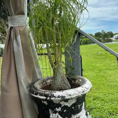 Ponytail Palm In Concrete Urn #2