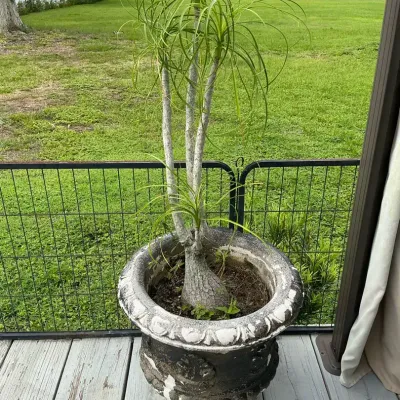 Ponytail Palm In Concrete Planter