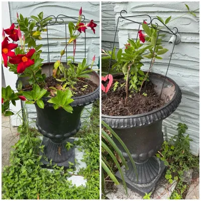 Mandevilla Plants In Plastic Urns Pair