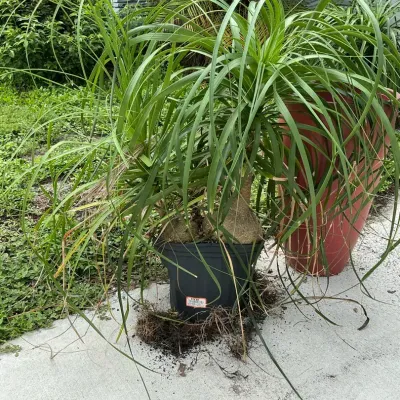 Pony Tail Palm Double With Red Pot