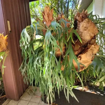Large And Small Staghorn Ferns