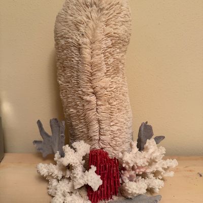 Sea coral