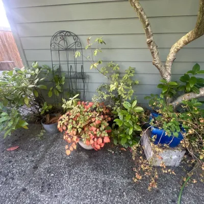 Plants