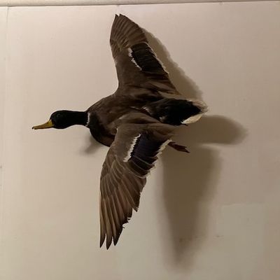 Sale Photo Thumbnail #9: Mounted duck