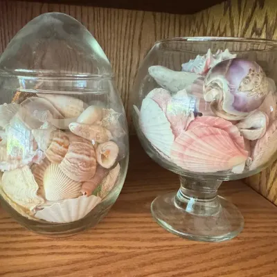 Collectible Shells In Glass Containers