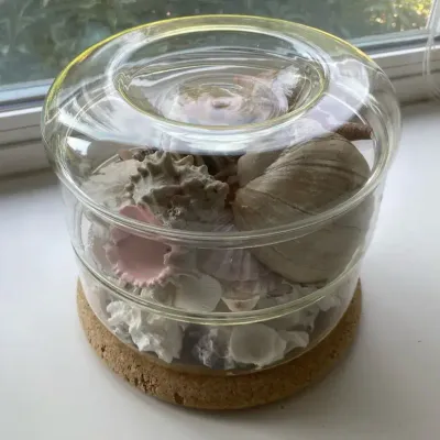 Sectioned Glass Box Filled with Seashells including Moon Snail Shell