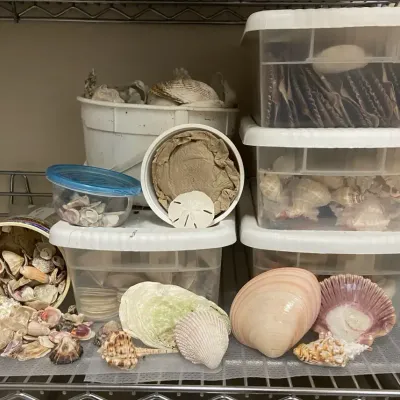 Large Lot Of Seashells & Sand Dollars Including Oyster Shells & Coral
